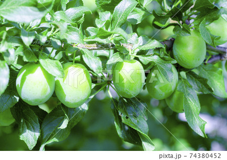 Green unripe plum fruits on tree branches. 74380452