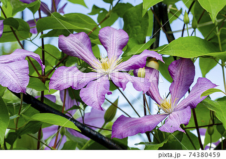 Lilac clematis flowers on background of green bush 74380459