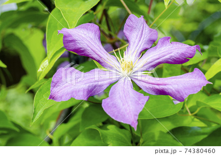 Lilac clematis flowers on background of green bush 74380460