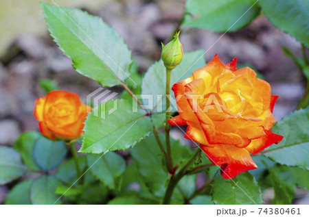 Beautiful garden rose flowers outdoors. Studio Photo. 74380461