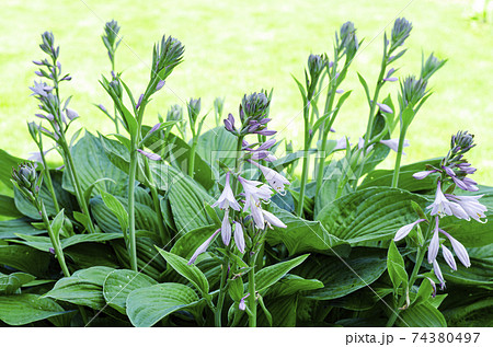 Green Hosta flowers and leaves. Studio Photo 74380497