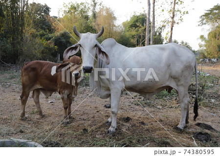 Mother and child cows together. 74380595