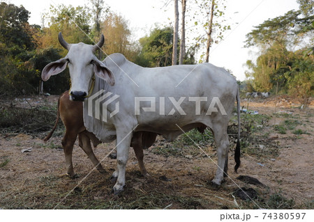 Mother and child cows together. 74380597