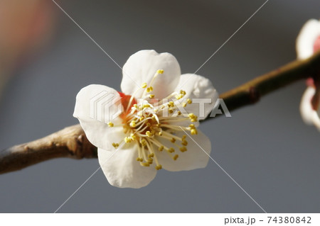 ウメ 梅 Japanese apricot ウメ 梅 Japanese apricot 74380842