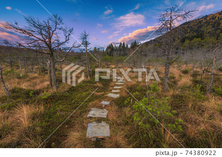 Pathway made of wooden planks over the swamp, Mohos bog 74380922