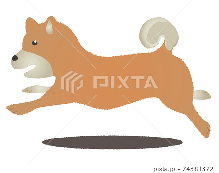横向きで走る柴犬のイラスト素材