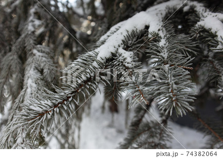 Winter forest. Road through frozen forest with snow 74382064