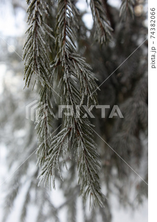 Winter forest. Road through frozen forest with snow 74382066