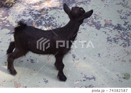 Portrait of a little funny black goat on the farm 74382587