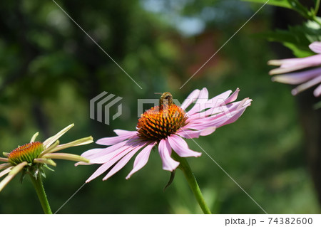 Detailed Closeup of Beautiful Pink or Purple Coneflowers. With Bee Gathering Pollen and Drinking Nectar. 74382600