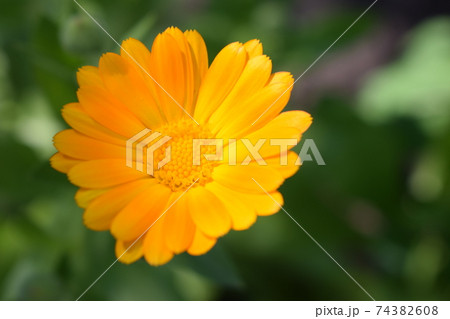 Beautiful Calendula in the garden. Orange calendula flowers. Beautiful Calendula in the garden. Orange calendula flowers. 74382608