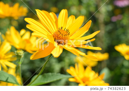 Heliopsis helianthoides. Beautiful yellow flower on blurred background. 74382623