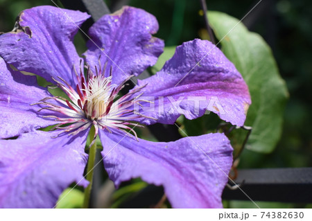 Clematis with rain drops. The colors of spring Clematis with rain drops. The colors of spring 74382630
