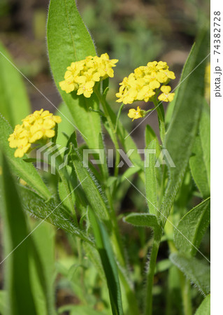 Alyssum saxatile mountain gold yellow flowers Alyssum saxatile mountain gold yellow flowers 74382728