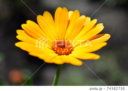 Beautiful Calendula in the garden. Orange calendula flowers. Beautiful Calendula in the garden. Orange calendula flowers. 74382730