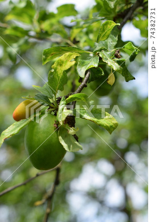 Green plum fruit on a branch surrounded by green leaves Green plum fruit on a branch surrounded by green leaves 74382731