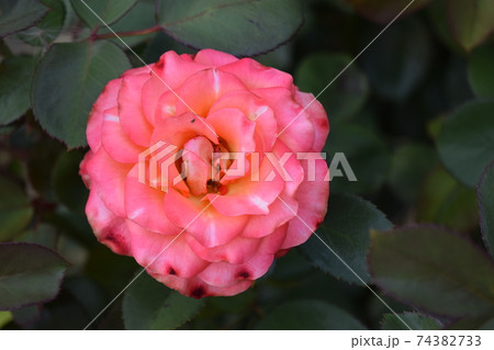 Pink and white big hybrid tea garden rose close up, romanic background 74382733