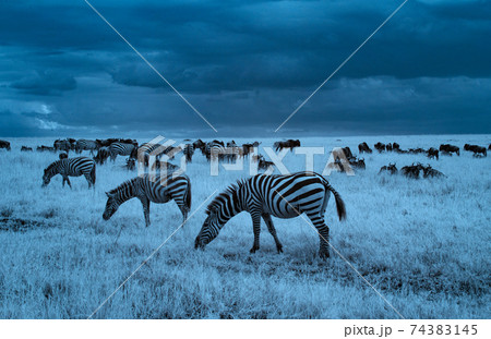 グラントシマウマ グラントシマウマ 74383145