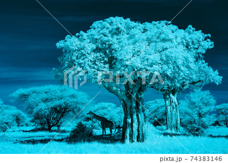 アフリカバオバブとマサイキリン アフリカバオバブとマサイキリン 74383146