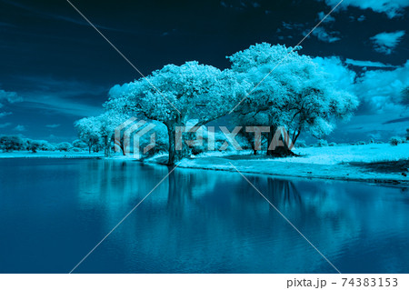 アフリカバオバブ アフリカバオバブ 74383153