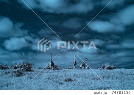 マサイキリン 74383156