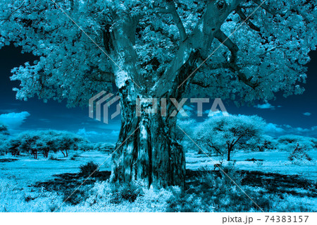 アフリカバオバブとインパラ アフリカバオバブとインパラ 74383157