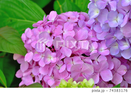 山下公園に咲く紫陽花 74383176