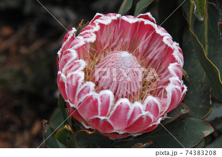 南アフリカ ケープタウン カーステンボッシュ植物園 キングプロテア 国花 の写真素材 7438