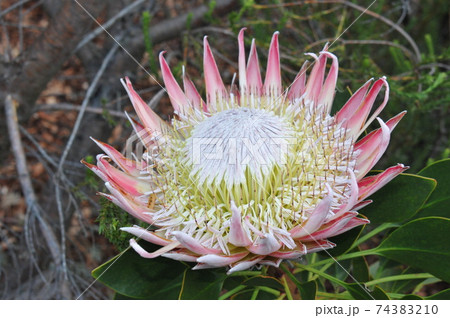 南アフリカ ケープタウン カーステンボッシュ植物園 キングプロテア 国花 の写真素材