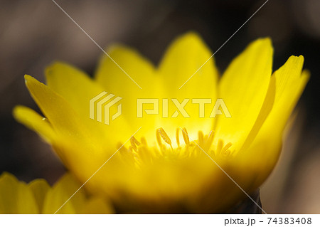 早春の暖かい陽ざしを浴びて輝くフクジュソウ 74383408
