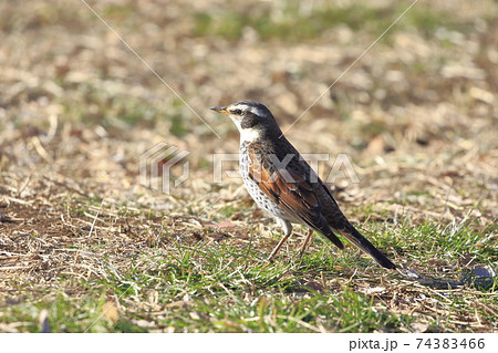 エサを探すツグミ 　 74383466