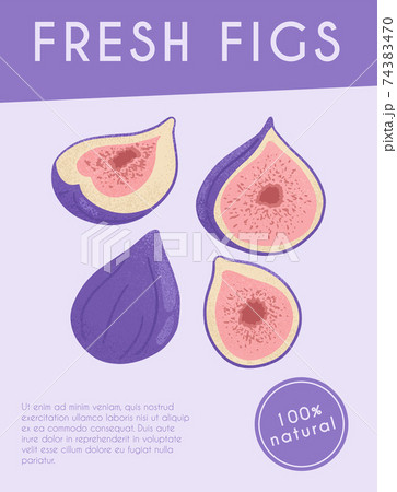 Fresh figs card design. Sweet figs fruit on branch with leaves vector hand drawn poster concept. 74383470