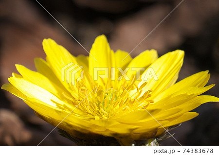 早春の陽ざしを浴びるフクジュソウの花 マクロ撮影の写真素材