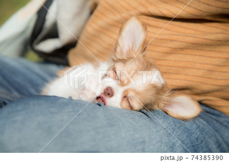飼い主とふれあう子犬のチワワ 飼い主とふれあう子犬のチワワ 74385390