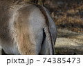 動物　お尻　 74385473