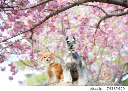 ピンクの桜とチワワとシュナウザー 74385499