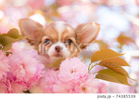 チワワの子犬と桜 74385539