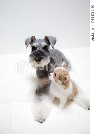 how big does a miniature schnauzer chiwawa