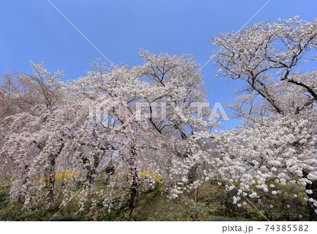 桜 桜 74385582