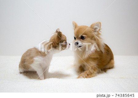 子犬のチワワと先住犬のチワワ 子犬のチワワと先住犬のチワワ 74385645