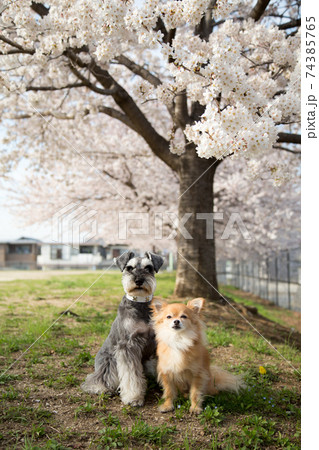満開の桜の前でお座りをするチワワとシュナウザー 満開の桜の前でお座りをするチワワとシュナウザー 74385765