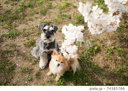 桜の花びらを見つめるチワワとシュナウザー 桜の花びらを見つめるチワワとシュナウザー 74385766