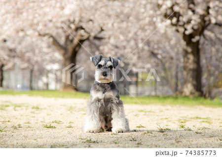 満開の桜の公園でポーズを決めるシュナウザー 74385773