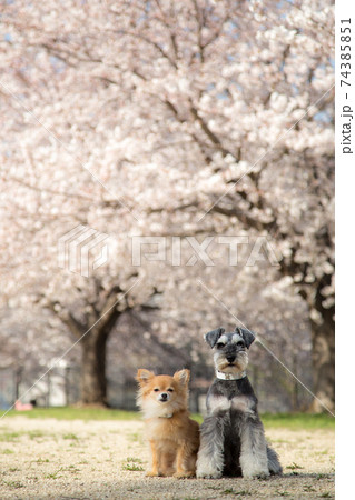 満開の桜の前でお座りをするチワワとシュナウザー 74385851