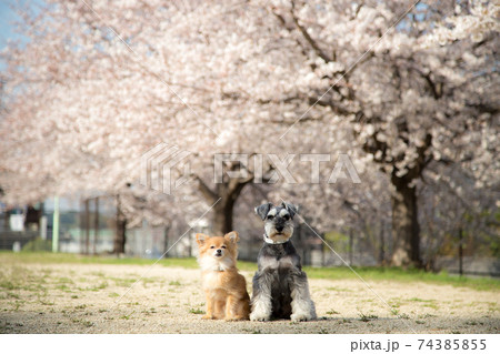満開の桜の前でお座りをするチワワとシュナウザー 満開の桜の前でお座りをするチワワとシュナウザー 74385855