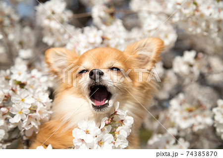 桜の花から顔を出しあくびをするチワワの写真素材