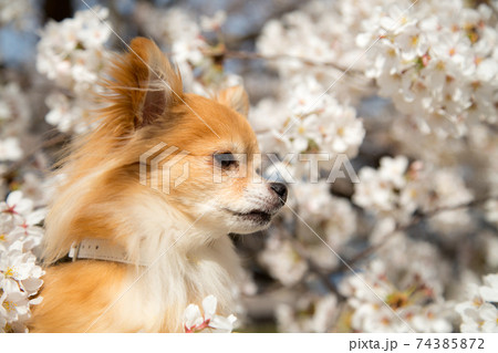 桜の花から顔を出すチワワ 桜の花から顔を出すチワワ 74385872