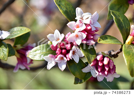 ジンチョウゲ(沈丁花) ジンチョウゲ(沈丁花) 74386273