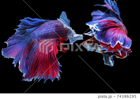 Halfmoon Betta splendens fighting fish in Thailand on isolated black background. Halfmoon Betta splendens fighting fish in Thailand on isolated black background. 74386295