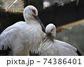 コウノトリ　ナルシスト　二羽 74386401